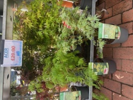 Acer - mixed - variety